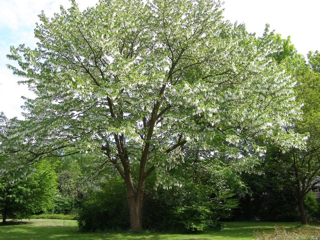 Davidia involucrata